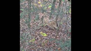 Coyote Eats The Arrow  Archery CoyoteHunting Coyotes HoytBows [upl. by Alex857]