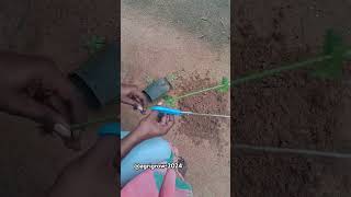 Jasminum grandiflorum sap arrangingagriculturefarminggardeningshortsshortvideoagrivlog [upl. by Joash869]