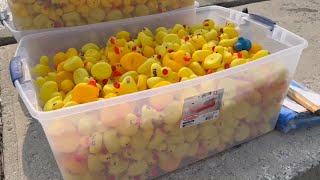 Humboldt Duck Race 2024 [upl. by Kopaz]