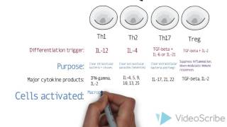 th1 th2 th17 in normal immunity and in IBD [upl. by Aneres]