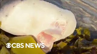 Mysterious sea creature washes ashore in Sydneys Bondi Beach [upl. by Gilburt111]