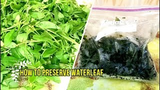 How to Preserve Water Leaf Vegetable Nigerian Spinach [upl. by Iaka606]