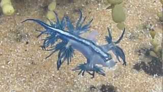 Dancing Glaucus Atlanticus Blue Dragon Nudibranch  AUSTRALIA P1080004MP4 [upl. by Engle]