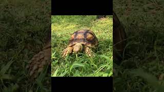 African Sulcata Tortoise Yearling [upl. by Aldous]