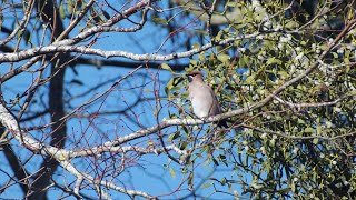 Waxwings  in 4K [upl. by Nonez749]