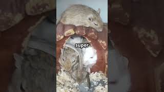 Did You Know This About Gerbils 🐹 animals facts gerbils [upl. by Yntirb]