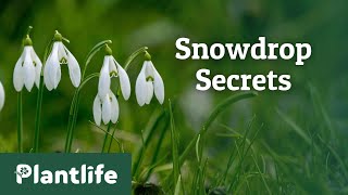 The Hidden Secrets of Snowdrops [upl. by Anilesor]