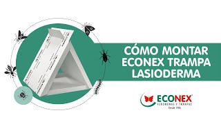 MONTAJE ECONEX TRAMPA LASIODERMA  CAPTURA DEL ESCARABAJO DEL TABACO [upl. by Yauq864]