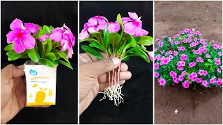 Discover the beauty periwinkle flower  How to grow periwinkle flower tree from cutting [upl. by Laen361]