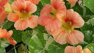 Nasturtiums are so easy [upl. by Alane842]