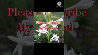 How To Pot A Maxican TubeRose plantHow to Grow TubeRose in potgardeningshortsshortvideoyoutube [upl. by Ainadi288]