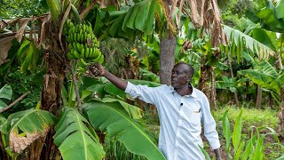 Regenerative practices in Busia  where everything is organic [upl. by Sirc276]