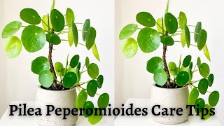 Pilea Peperomioides Care Chinesemoneyplant [upl. by Yelnoc]