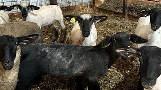 Shearing Time For The Sheep Bringing Home New Lambs [upl. by Fawcett]