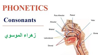 شرح مبسط لمادة الصوت Phonetics Consonants [upl. by Abbie]