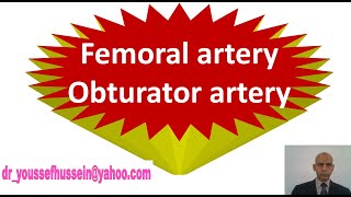 29 Femoral artery  obturator artery  Abnormal obturator artery [upl. by Daegal904]