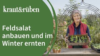 🌱Feldsalat anbauen und im Winter ernten 🌱 Unsere BiogartenWelt [upl. by Rahal]