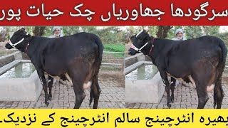 5 cows 2 buffalofarm for sale at Maweshi Mandi  23 November 2019 [upl. by Sill]