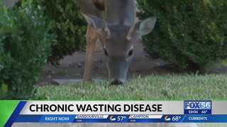 Chronic Wasting Disease case prompts surveillance zone in Kentucky counties [upl. by Uyr]