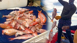 Handline Fishing 200Lbs Of Red Snapper in Jamaica [upl. by Alvis]