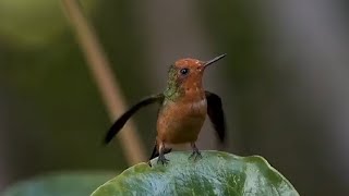 Concurso fotográfico de avistamiento de aves se realizará en el circuito ecoturístico del CE [upl. by Andrea]