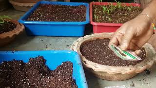 Vermiculite 20 Perlite 20 Compost 20 and Cocopeat 40  Seeds Germinate [upl. by Ahsilem43]