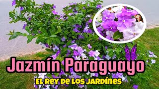 Jazmín Paraguayo Brunfelsia australis [upl. by Schroer]