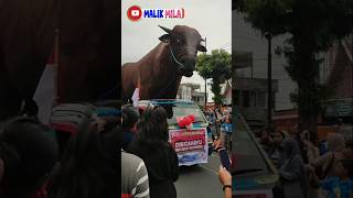 I have a Big cow 😱 shorts lucu comedy funny [upl. by Breed]