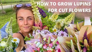 How To Grow LUPINS From Seed For Cut Flowers [upl. by Tifanie576]