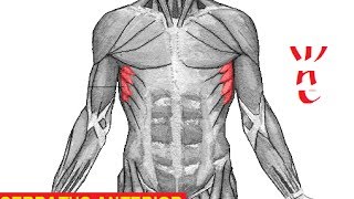 The Origin Insertion Nerve Supply Action of Serratus Anterior Muscle [upl. by Eadas]