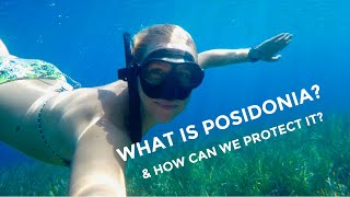 What is Posidonia Oceanica amp How can we protect it as sailors Eps 3 [upl. by Netneuq]