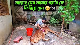 আল্লাহ যেন আমার গরুটা কে ফিরিয়ে দেন 😥🐄 [upl. by Lovmilla859]