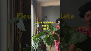 Ficus Umbellata repot pt 2 plants [upl. by Odla32]