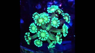 alveopora meerwasseraquaristik aquarium reefkeeper [upl. by Ettenay]