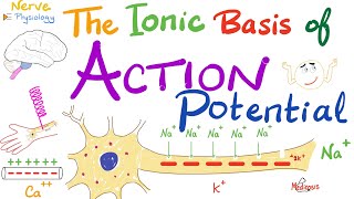 The Ionic Basis of the Action Potential  Absolute Refractory Period Relative Refractory Period [upl. by Junius]