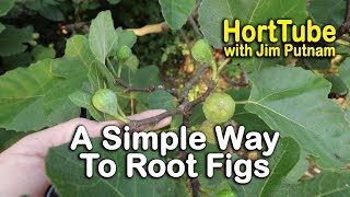 A Simple Way To Root Fig Trees Part 1  Propagating Figs [upl. by Yecnay103]