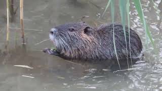 Nutria Myocastor coypus  Cisano Lake Garda Italy [upl. by Ajay]