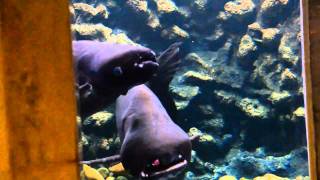 Mekong Giant CatfishPangasianodon gigas  Bangkok Aquarium [upl. by Gorlicki]