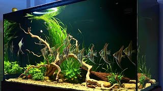 Most Beautiful Angelfish Aquascape  Amazing Planted Angelfish Aquarium [upl. by Lilaj]