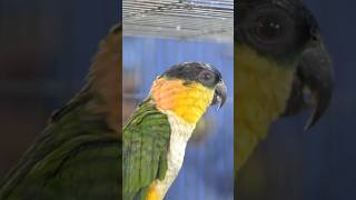 Blackheaded Parrot 😱🦜😱shorts birds [upl. by Ris939]