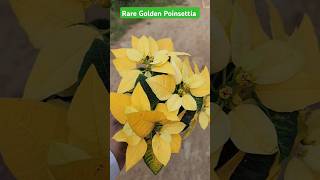 Rare Poinsettia Plant For Sell👍Golden Poinsettia👍Yellow Poinsettia👍Implant Nursery Haul👍shorts [upl. by Bergquist939]