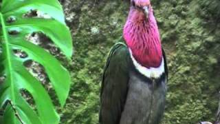 pink headed fruit dove [upl. by Aicena808]