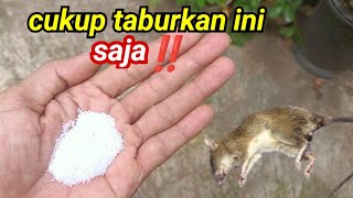 taburkan ini ajaTIKUS PASTI PERGI SELAMANYA‼️ [upl. by Assinna15]