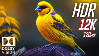 Wild Animals 12K HDR 120fps Dolby Vision Colorfully Dynamic with Animal Sounds [upl. by Imoian]