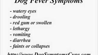 Dog Fever Symptoms [upl. by Ecinnaj]