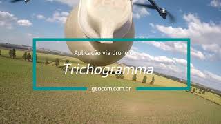 Aplicação de Trichogramma via drone [upl. by Notneuq775]