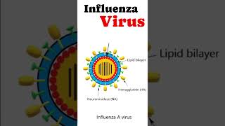 Structure of Influenza Virus virus [upl. by Annoeik716]