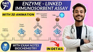 enzyme linked immunosorbent assay elisa biochemistry  Animation [upl. by Sakram828]