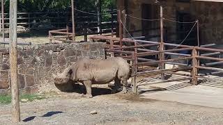 Eastern black rhinoceros [upl. by Lukin]