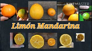 Conociendo el LimónMandarina Lima Rampurg Limón Paraguayo Limón Misionero Citrus limonia [upl. by Arimay380]